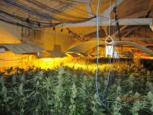 Una plantación ilegal de marihuana.